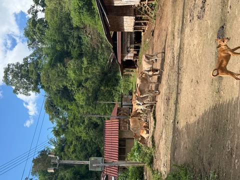 A herd of cattle grazes in a rural village clearing surrounded by forested hills while a stray dog stands in foreground.