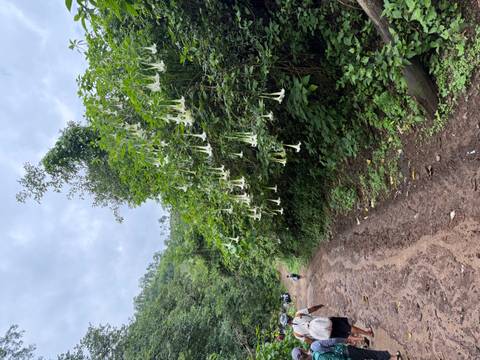 White trumpet flowers cascade from a lush roadside shrub along a muddy jungle path.
