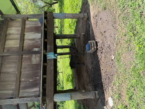 A tethered pig stands beneath a stilted wooden structure on muddy ground.