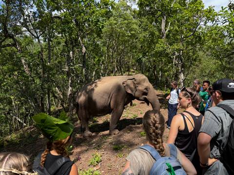 Travellers observe an Asian elephant calmly walking through dense forest shade.