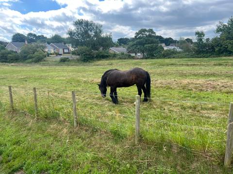Black horse grazes in a fenced green pasture with suburban houses in the distance.