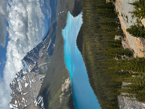Vertical vista of turquoise Peyto Lake encircled by dense forest and jagged Rockies.