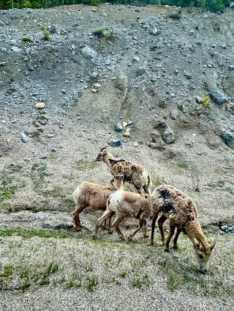 Small herd of shaggy bighorn sheep climbing a stony slope in the Rockies.