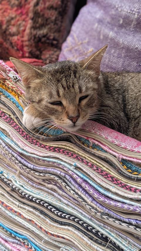 Close-up of a sleepy tabby cat resting on colourful woven textiles
