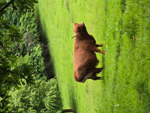 A shaggy Highland cow grazes peacefully on bright green pasture under leafy trees.