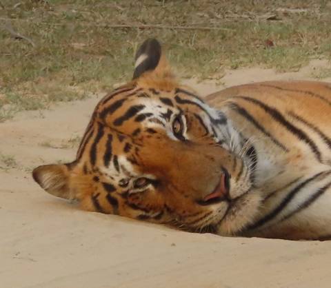 Close-up of a Bengal tiger resting on sandy ground