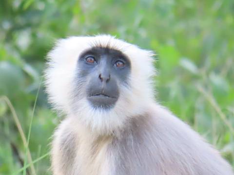 Portrait of a gray langur monkey looking toward the camera