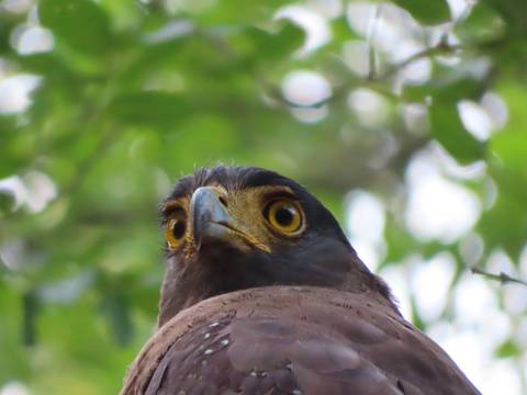 Close-up of a raptor with striking yellow eyes against leafy background