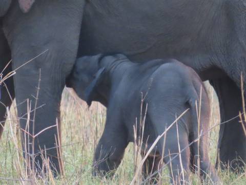 Baby elephant nursing under its mother in tall grass