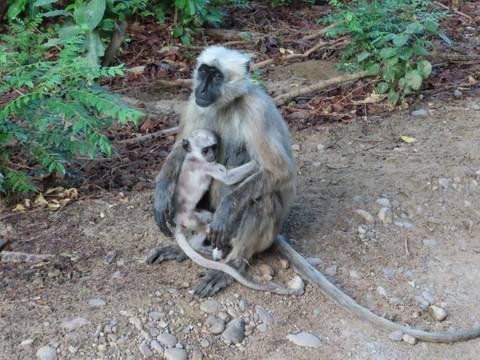 Mother langur sitting on forest floor cradling her infant