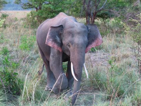 Large tusked elephant standing amid tall grasses looking toward the camera