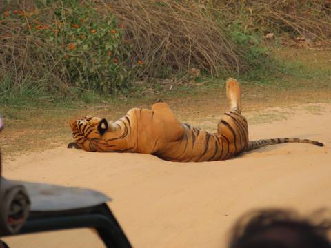 Bengal tiger lying on its back on a sandy track with one paw raised