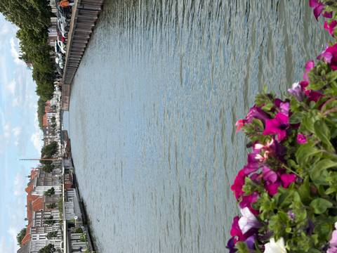 Peaceful canal lined with historic Dutch houses and colorful flowers in the foreground on a sunny day