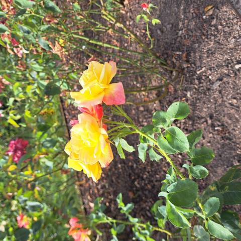 Close view of blooming yellow and coral roses in a garden bed