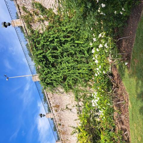 Stone garden wall draped in green vines above a row of white hydrangea bushes under blue sky