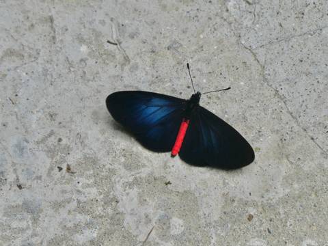 Striking black butterfly with vivid red body rests on a concrete wall.