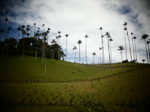 Tall, slender wax palms rise above rolling green hills under a dramatic cloudy sky.