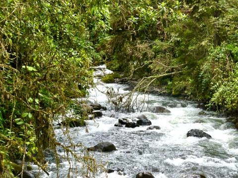 Rapid mountain river flowing between lush green forest vegetation and moss-covered rocks