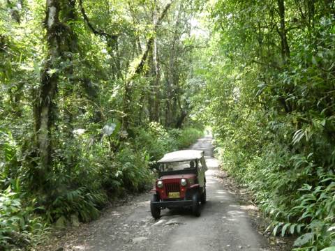 Red vintage Jeep driving along a narrow dirt road through dense cloud forest