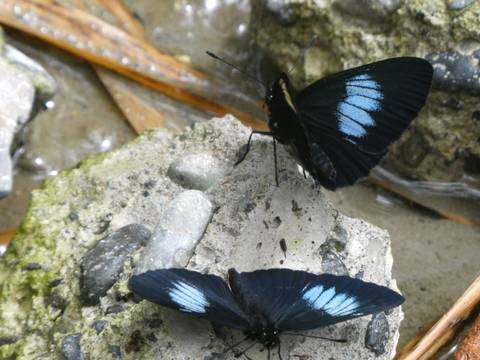 Close-up of two blue-banded butterflies resting on stones beside a small stream