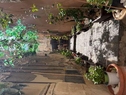 Charming narrow courtyard in Palermo filled with potted plants and hanging vines