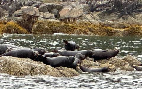 Group of seals resting on seaweed-covered rocks in coastal waters