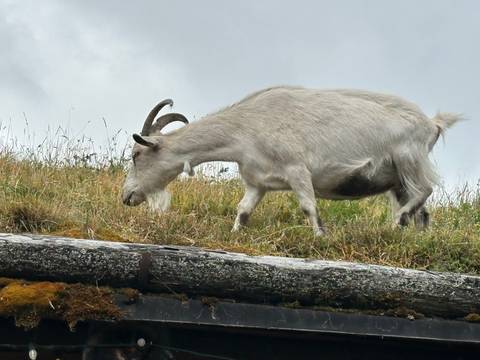 Mountain goat grazing on grassy rooftop garden with cloudy sky