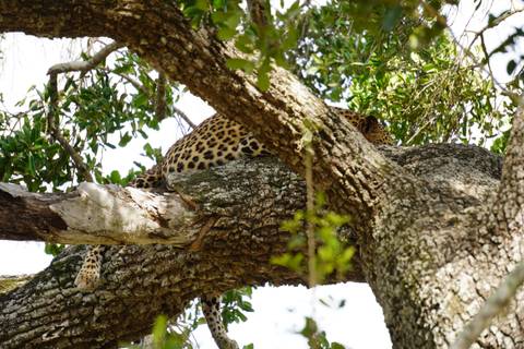 A leopard rests camouflaged on a thick tree branch high in foliage