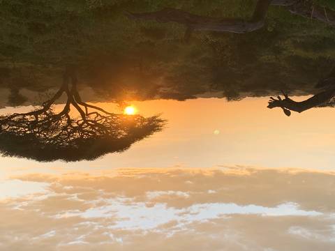African savannah sunset with acacia silhouette and glowing orange sky above rolling bushland.