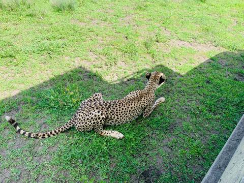 Crouching cheetah ready to pounce, seen from a safari vehicle shadow on grassy terrain.