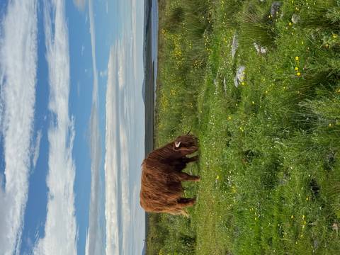 A shaggy Highland cow grazes in a wildflower meadow beneath a bright blue sky.