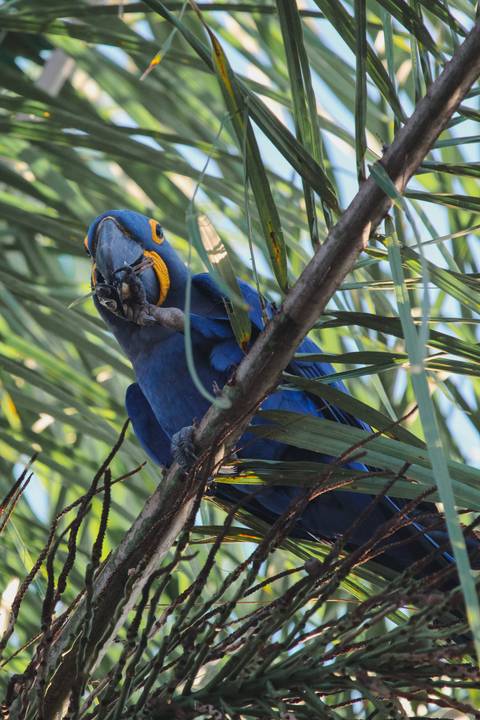 Close-up of a vibrant blue hyacinth macaw gripping a nut while perched among palm fronds.