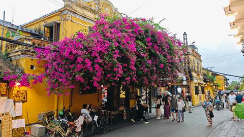 Quaint yellow shophouse in Hoi An covered by a massive blooming bougainvillea tree with locals and tourists below.