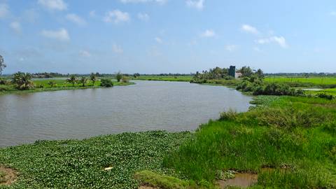Serene rural river bordered by green water plants and rice fields under blue sky.