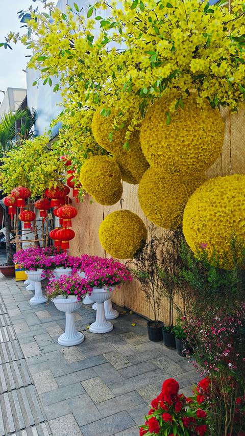 Festive wall display of large yellow chrysanthemum spheres, red lanterns, and potted pink flowers.