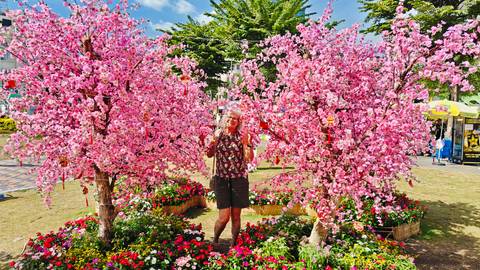 Traveler posing amid vibrant artificial cherry blossom trees and colorful floral displays in a public park.