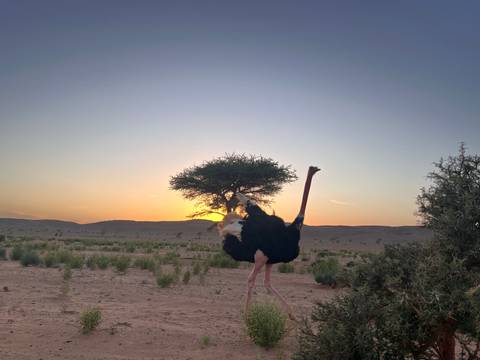 An ostrich stands in a desert landscape at sunset with a lone acacia tree silhouetted behind.