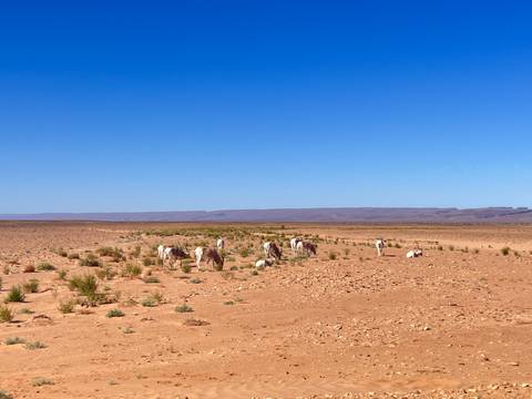 A wide barren desert plain under a bright blue sky where white goats graze sparsely.