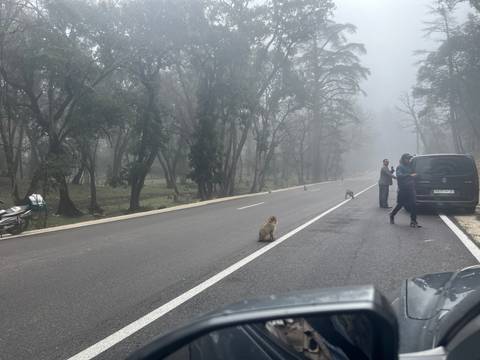 A foggy mountain road where monkeys sit on the tarmac and travellers observe from vehicles.