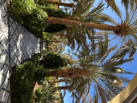 Shaded pathway lined with tall date palms and patterned tiles leading to an archway in a Moroccan-style garden.