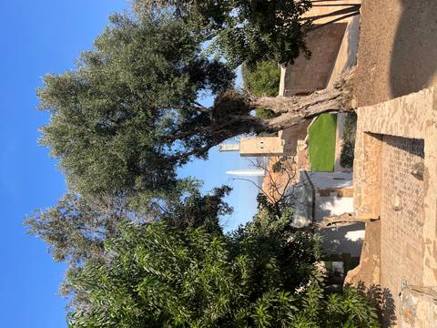 Scenic courtyard view with olive tree and minaret visible beyond walls.
