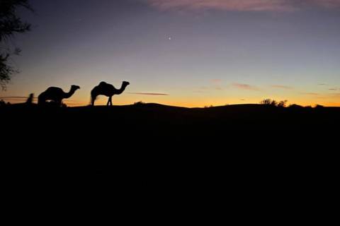 Silhouettes of two camels against colorful desert dawn sky in Merzouga.