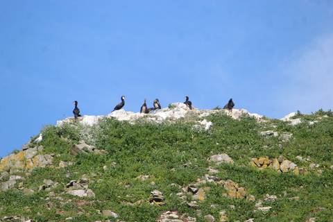 Group of seabirds perched on rocky grassy ridge against clear blue sky.