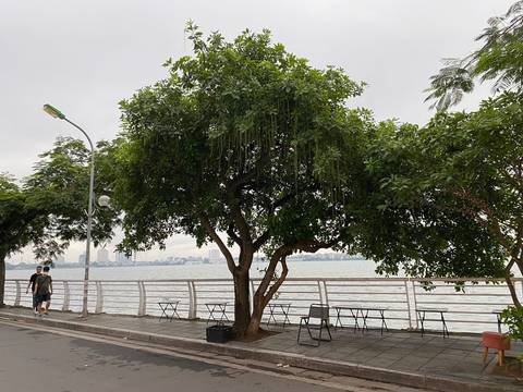 Tree-lined lakeside promenade with railings and walkers beside calm water and city skyline