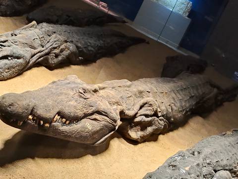 Another view of preserved crocodile mummies lying in a museum exhibit
