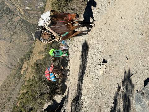 Pack mules carrying colourful loads and trekkers climbing a dusty high-altitude trail
