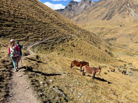 A trekker walks a winding mountain path past grazing horses on a sunny hillside.