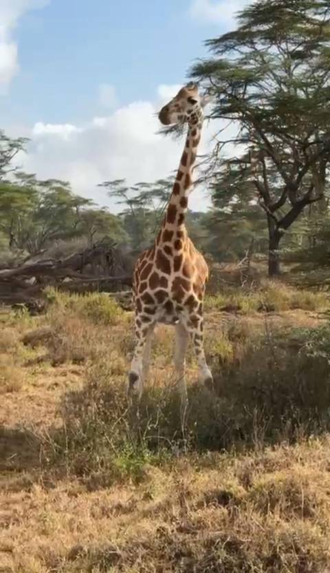Photo d'avis client sur 6 jours Masai Mara - L. Nakuru - Amboseli Classic Budget Safari