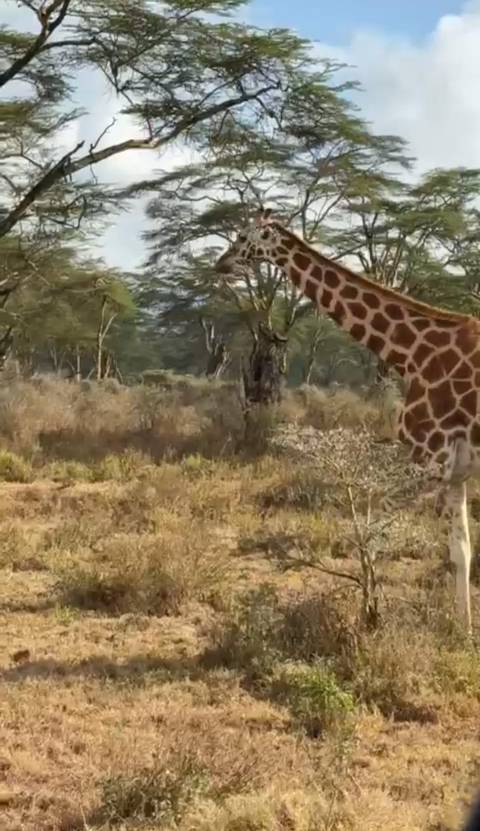 Photo d'avis client sur 6 jours Masai Mara - L. Nakuru - Amboseli Classic Budget Safari