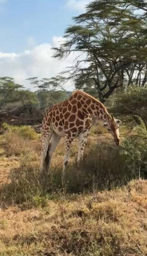 Photo d'avis client sur 6 jours Masai Mara - L. Nakuru - Amboseli Classic Budget Safari